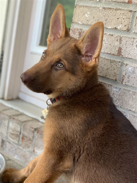 Liver colored german shepherd - Every German Shepherd, regardless of color variation, can trace their lineage back to Horand. The same is true for the Blue German Shepherd. Blue German Shepherd Appearance. ... Eumelanin, the black pigment, can be modified by a genetic mutation to produce other colors such as blue, liver, or Isabella. These mutations …